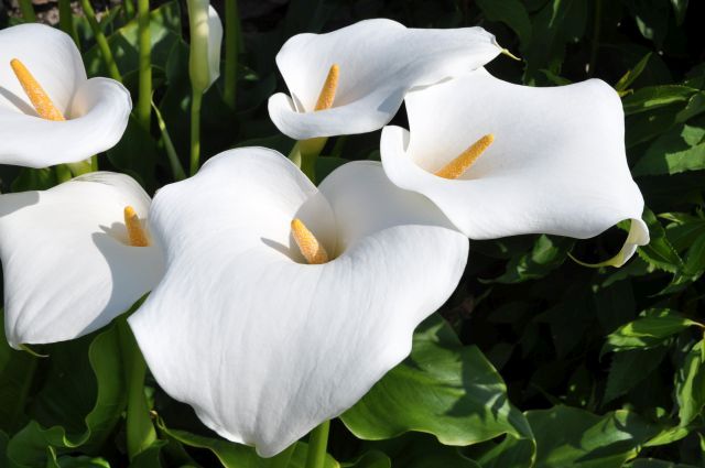 Arum Lily | Just Flowers