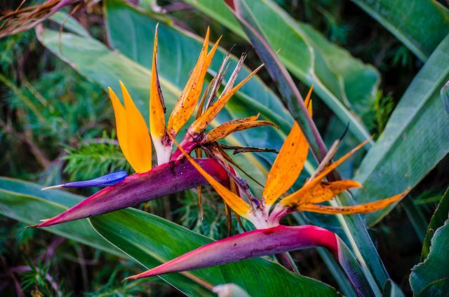 Birds of Paradise