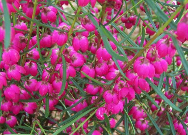 Boronia