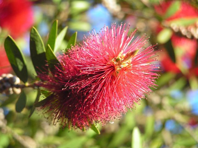 Bottlebrush