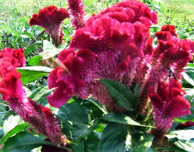 Celosia