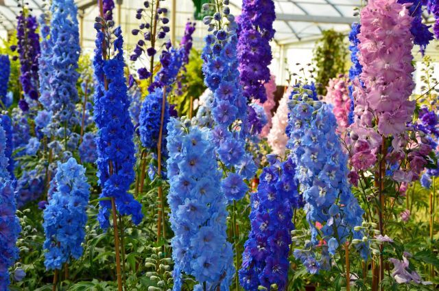 Delphinium flowers