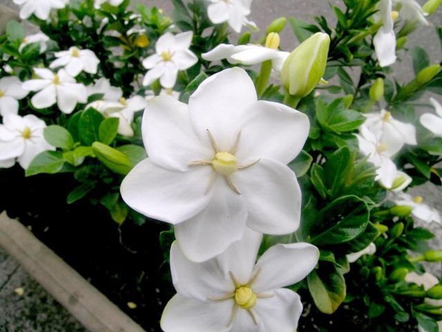 Gardenia