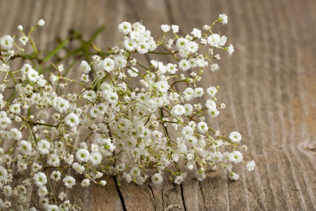 Gypsophila (Baby's-breath)