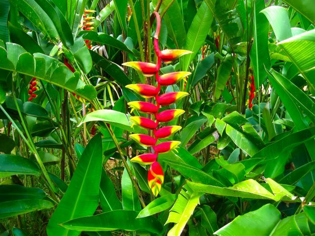 Heliconia