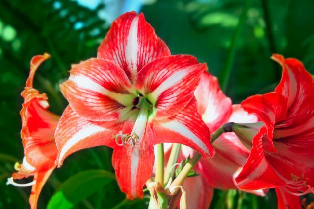 Hippeastrum