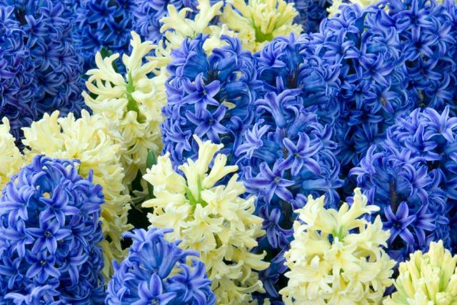 Hyacinth