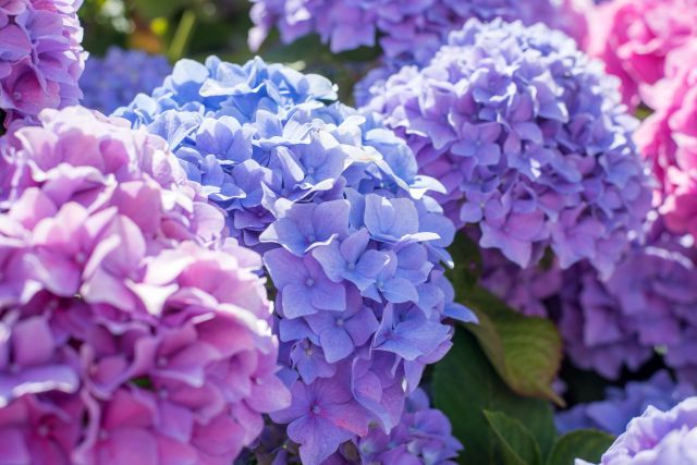 Hydrangea