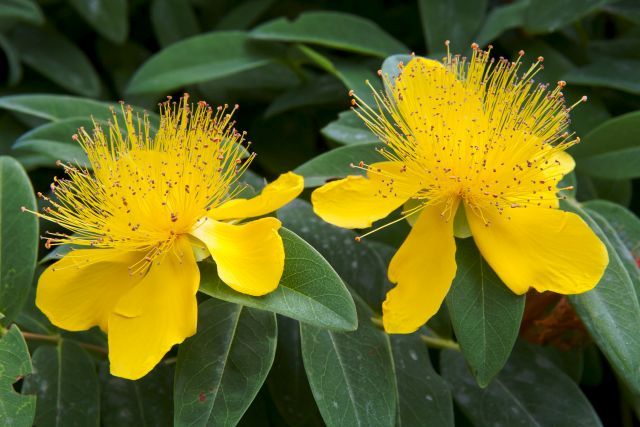 Hypericum