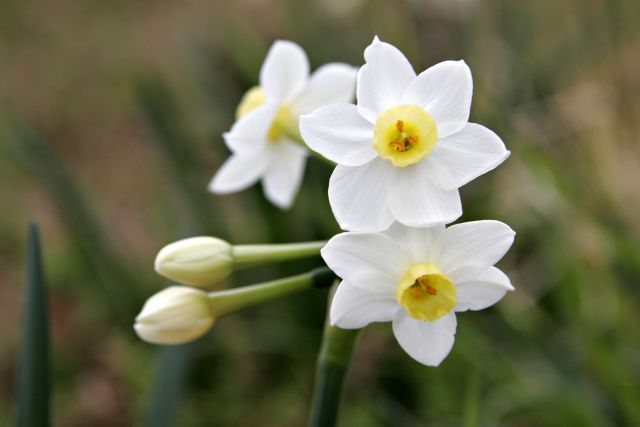 Jonquil