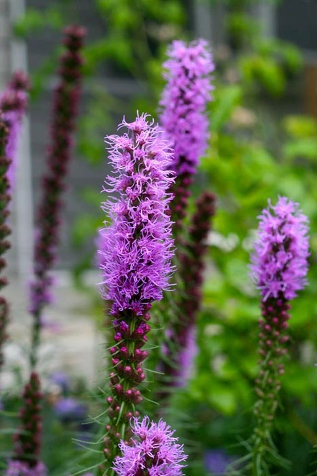 Liatris