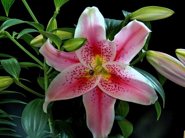 Oriental Lily