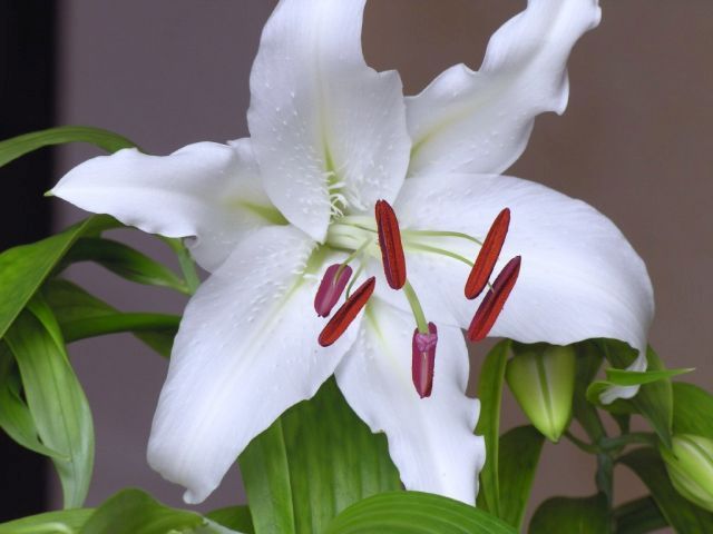 Longiflorum Lily