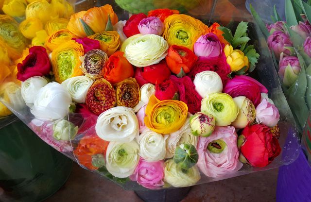 Ranunculus