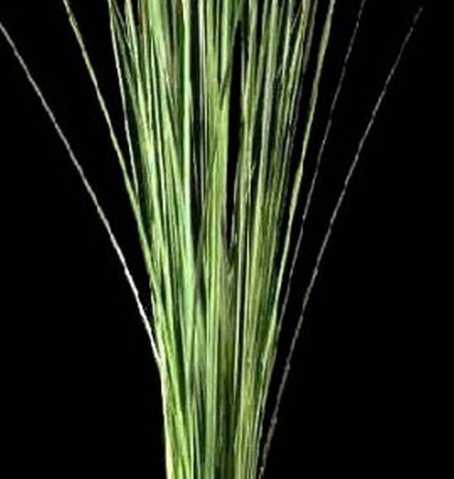 Speargrass