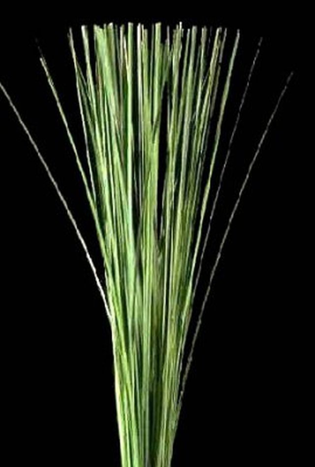 Speargrass